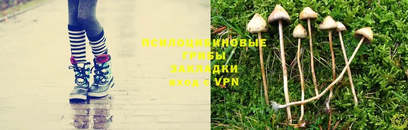 Галлюциногенные грибы Psilocybe Заречный